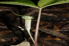 Arisaema leschenaultii